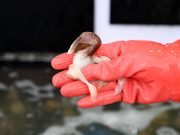 홍성 남당항에 새조개 귀환…전국 미식가 발길 모은다