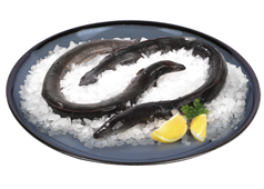 설 앞두고 민물장어 원산지 단속