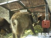국가유산청, 3월까지 강원 양구 산양에 먹이 12톤 공급