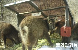 국가유산청, 3월까지 강원 양구 산양에 먹이 12톤 공급