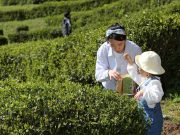보성다향대축제, 문체부 ‘로컬 100’ 선정