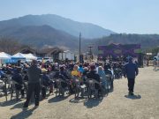 광천 오서산 벚꽃길에 봄 만개…버스킹 공연에 발길 이어져