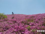 보성 일림산 철쭉길 새 단장… 봄 산행객 맞이 준비 한창