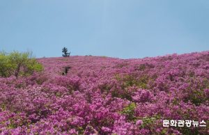 보성 일림산 철쭉길 새 단장… 봄 산행객 맞이 준비 한창