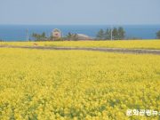 “벚꽃·유채꽃 보러 어디 갈까?”