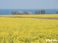 “벚꽃·유채꽃 보러 어디 갈까?”