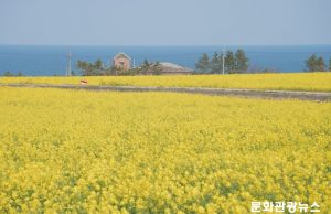 “벚꽃·유채꽃 보러 어디 갈까?”