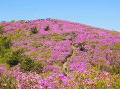 보성 일림산 철쭉 절정 맞는다…5월 2일부터 3일간 문화행사 개최