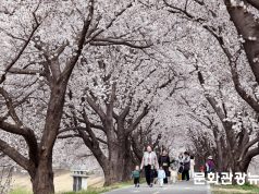 밀양강변 벚꽃 만개…봄 소풍 나온 아이들 웃음꽃 활짝
