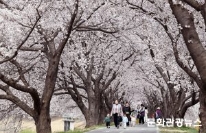 밀양강변 벚꽃 만개…봄 소풍 나온 아이들 웃음꽃 활짝