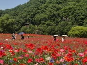 꽃길 따라 13만 명 찾았다…함안 악양둑방, 봄꽃 명소 입증