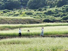 함양 시목마을 유휴농지, 메밀꽃 물결로 변신…9일 축제