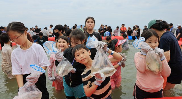 보성전어축제장에 웃음꽃…관광객들 전어잡기 체험 즐겨