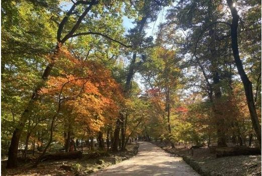 조선왕릉 숲길 9곳 가을 개방…11월 말까지 산책길 열린다