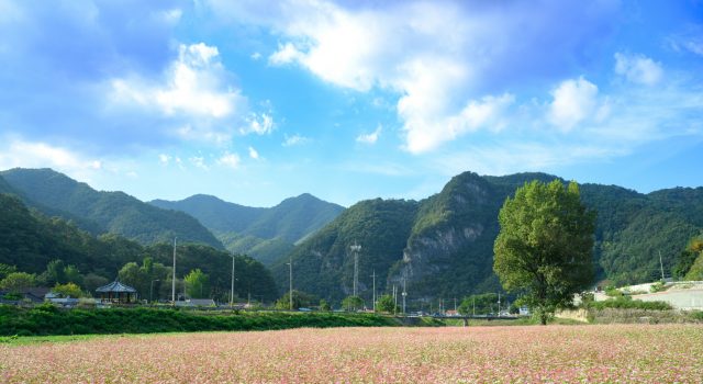 분홍빛 홍메밀 물결…정선 속섬 가을 명소로 떠올라