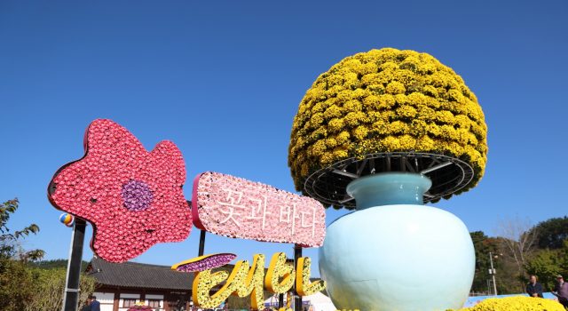 태안국화축제 30일 개막…국화 전시부터 한우 시식까지 풍성