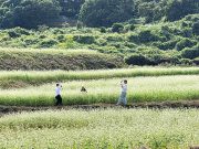 함양 시목마을 유휴농지, 메밀꽃 물결로 변신…9일 축제