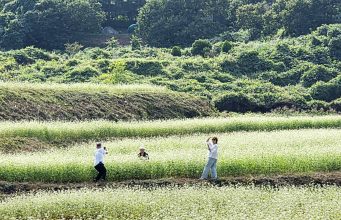 함양 시목마을 유휴농지, 메밀꽃 물결로 변신…9일 축제