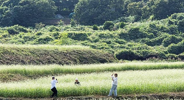 함양 시목마을 유휴농지, 메밀꽃 물결로 변신…9일 축제