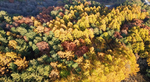 단풍부터 고산 초원·문학 산책까지…가을의 깊이를 만나는 평창
